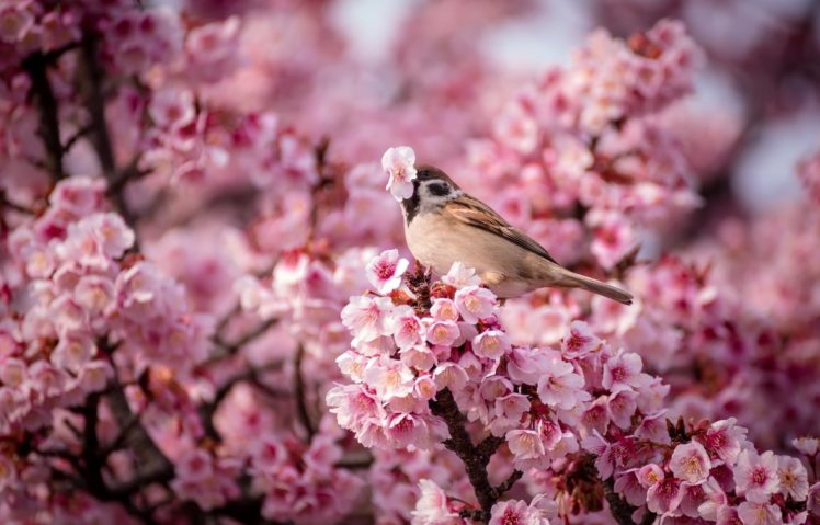 animal, Bird, Beauty, Cute, Tree, Flower HD Wallpaper Desktop Background