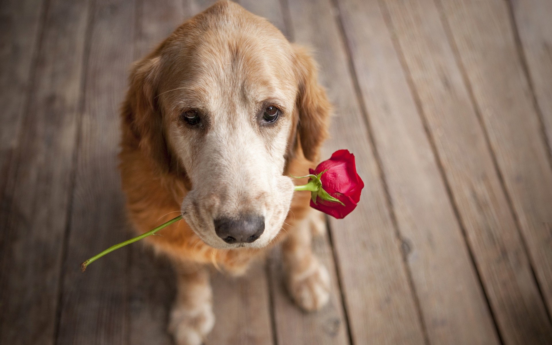 dog, Carrying, A, Rose, Love, Puppy, Pet Wallpaper