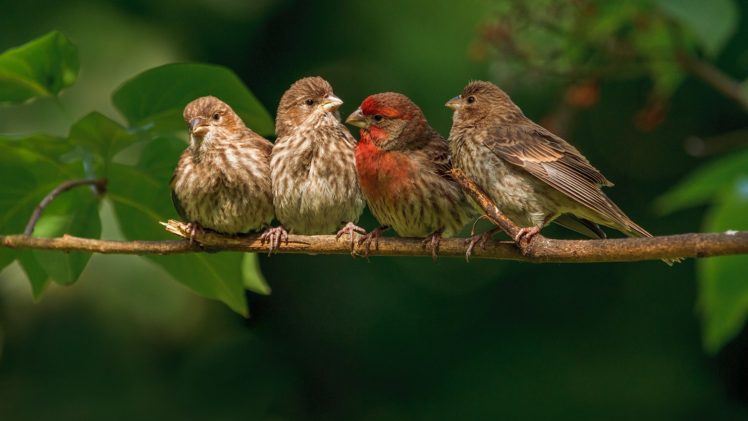 birds, Cute, Animal HD Wallpaper Desktop Background