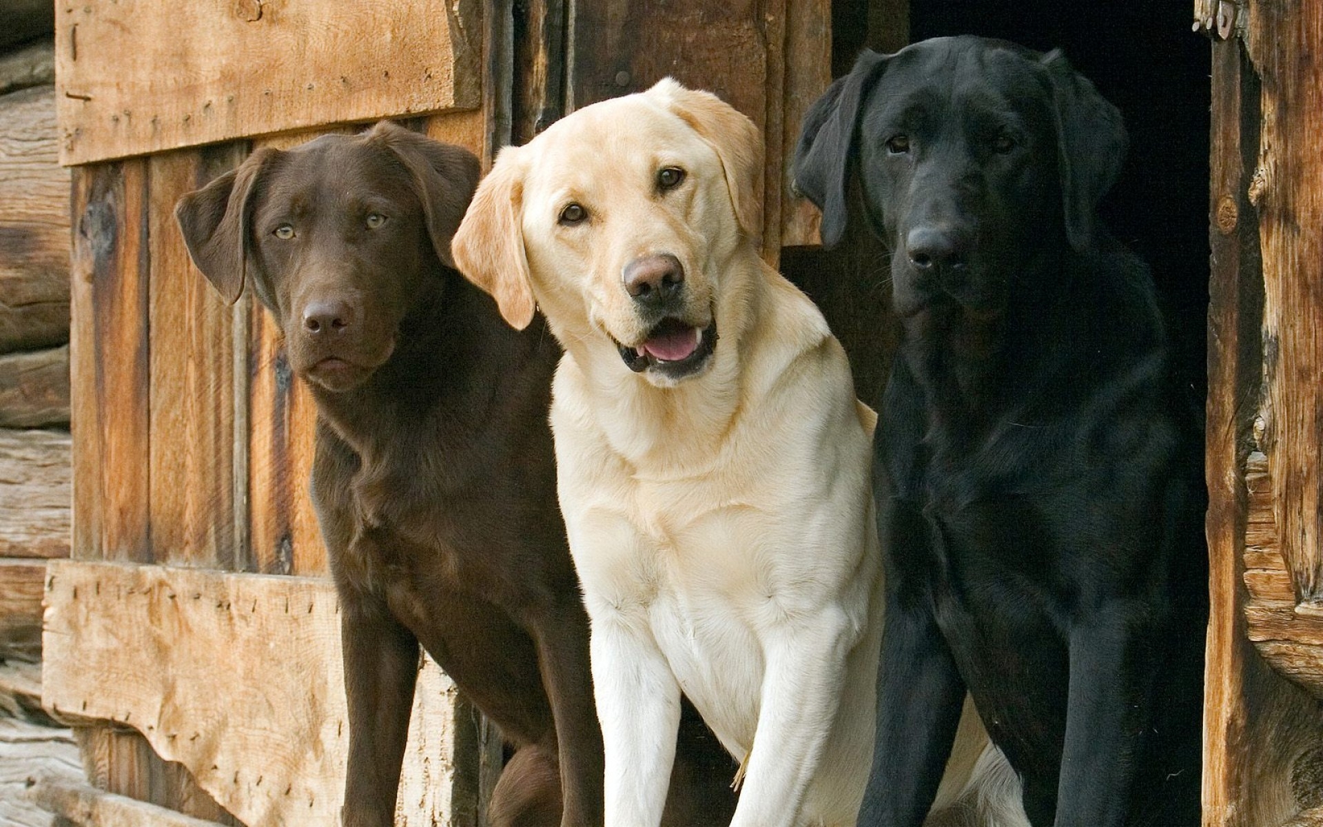 animals, Dogs, Labrador, Retriever, Interracial Wallpaper