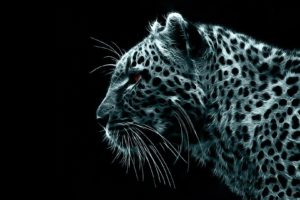 jaguar, Cat, Black, Blue, Bispy, Agressive