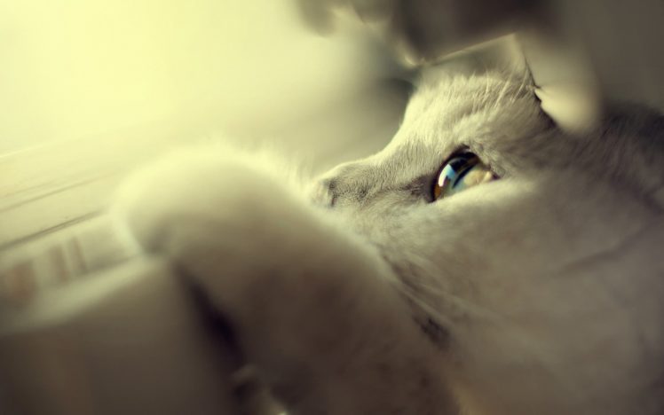 cute, White, Cats, Blue, Eyes HD Wallpaper Desktop Background
