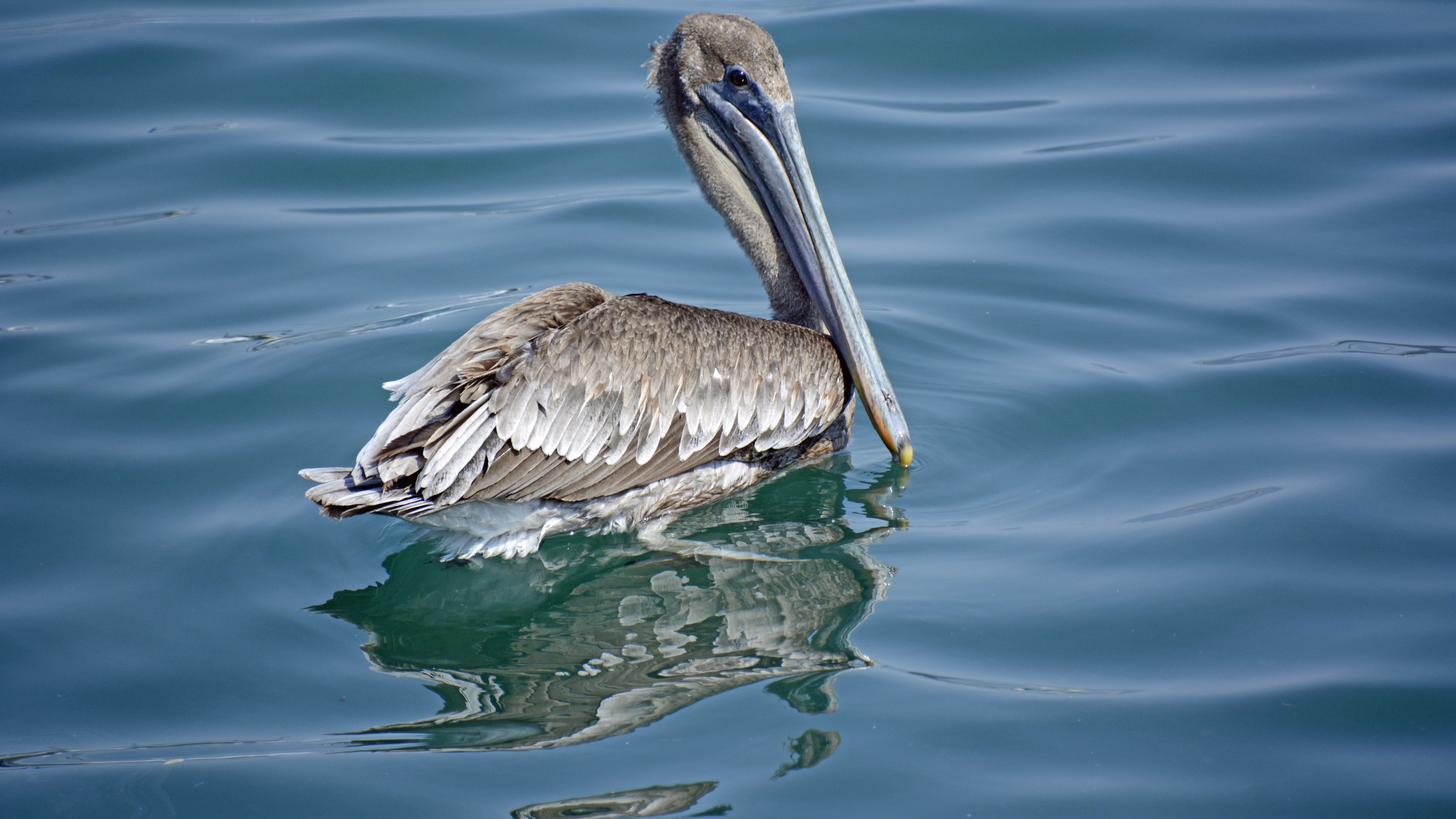 pelican Wallpaper