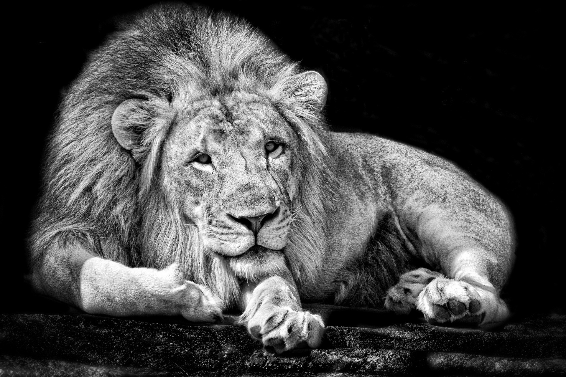 lion, King Wallpaper