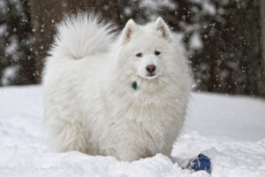 dog, Snow, White, Winter