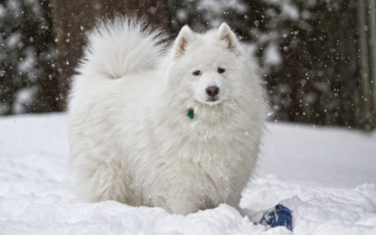 dog, Snow, White, Winter HD Wallpaper Desktop Background
