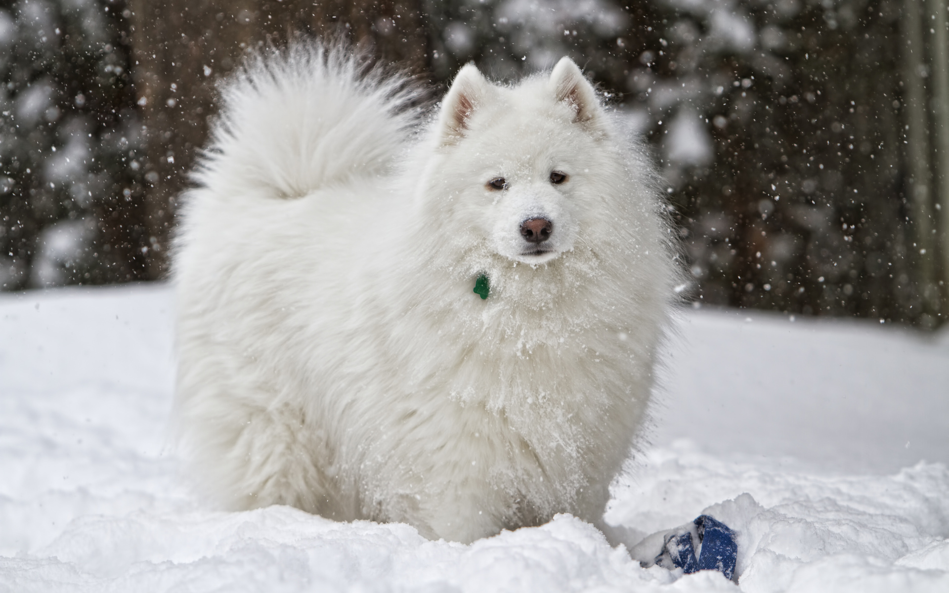 dog, Snow, White, Winter Wallpaper
