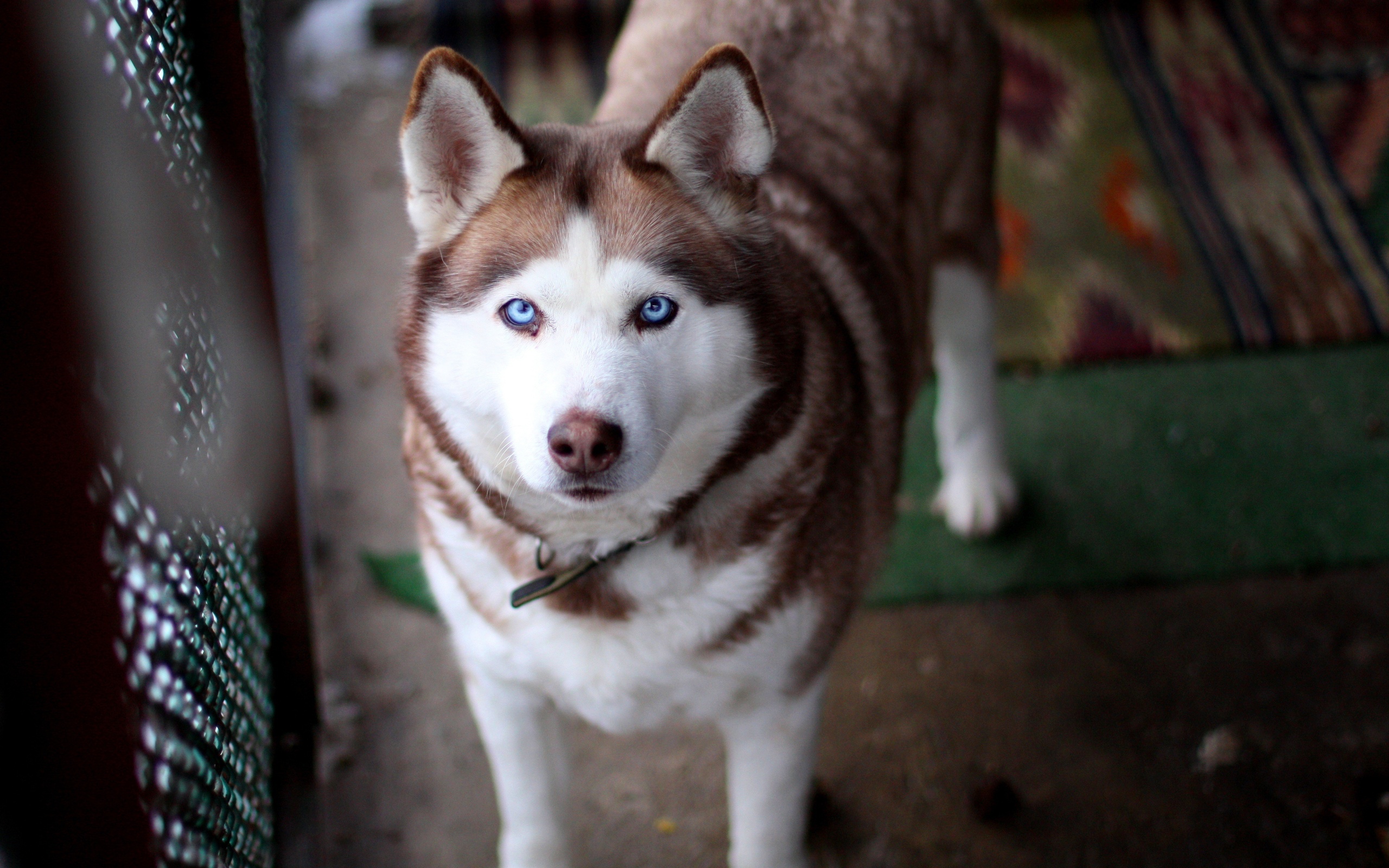 husky, Dog, Blue, Eyes Wallpaper