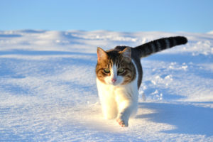 walk, Snow, Winter, Cat