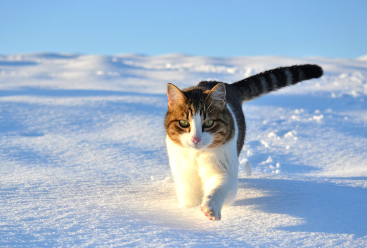 walk, Snow, Winter, Cat HD Wallpaper Desktop Background