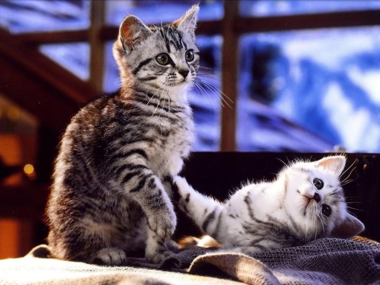 cute, Couple, Of, Pussy, Cats HD Wallpaper Desktop Background