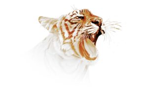 tiger, Predator, Art
