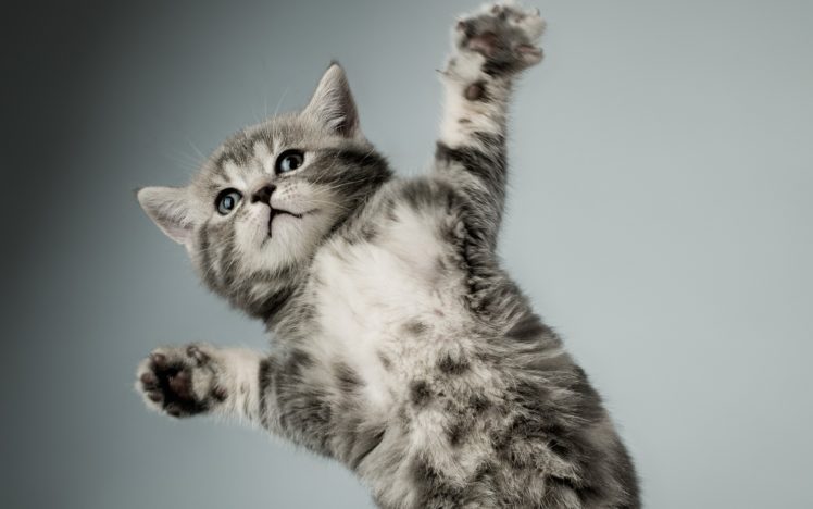 kitten, Gray, White, Cat, Paw Wallpapers HD / Desktop and Mobile ...