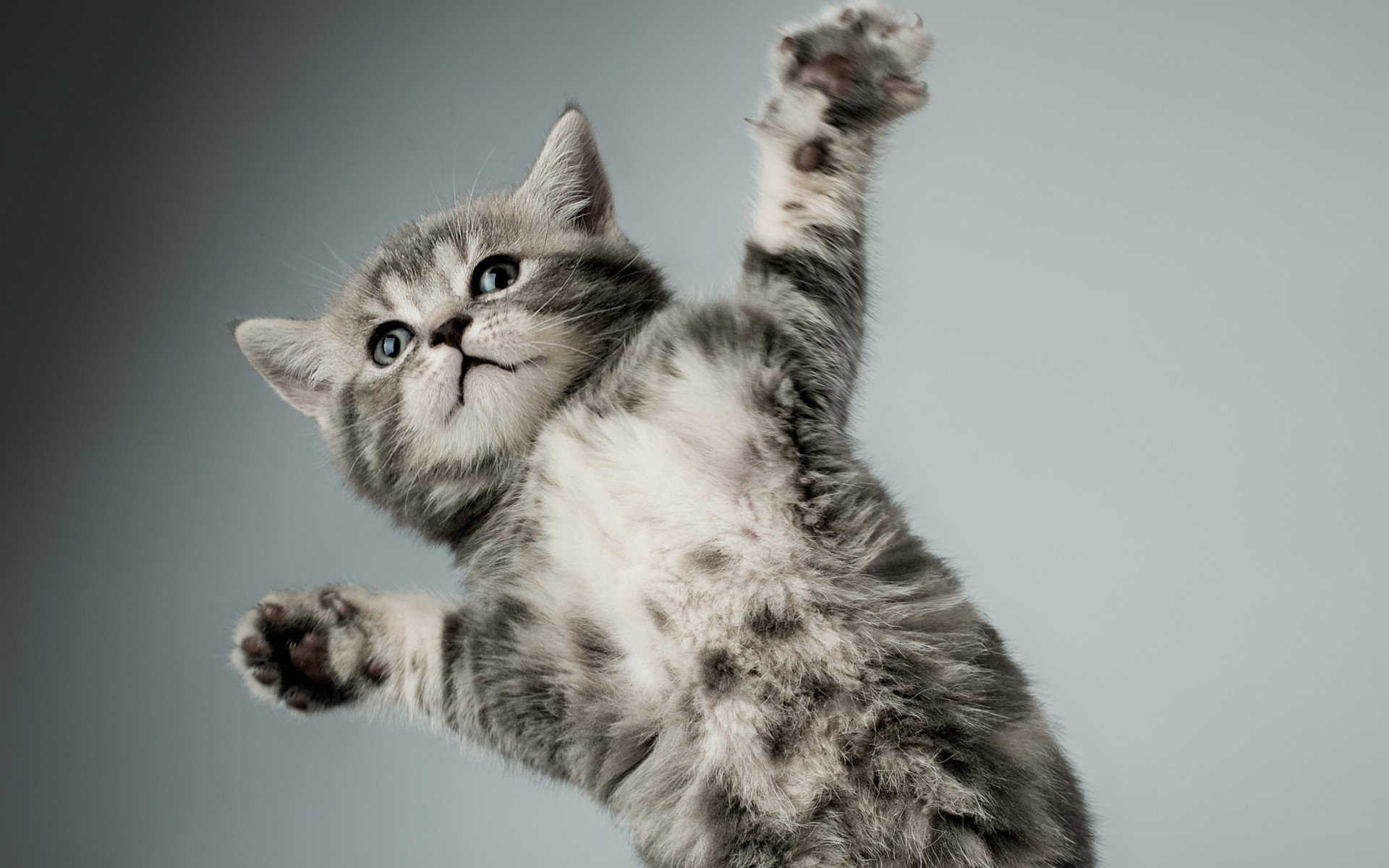 kitten, Gray, White, Cat, Paw Wallpaper