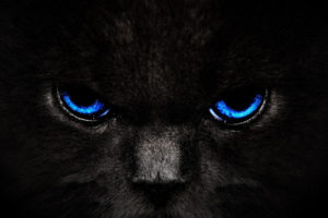cat, Black, Eyes