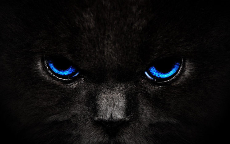 cat, Black, Eyes HD Wallpaper Desktop Background