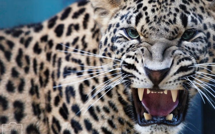 leopard, Predator, Jaws, Teeth HD Wallpaper Desktop Background