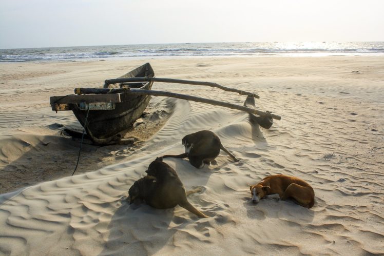 beach, Sand, Boat, Dog, Sleeping HD Wallpaper Desktop Background