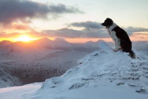 border, Collie, Dog, Mood, Mountains, Winter, Snow