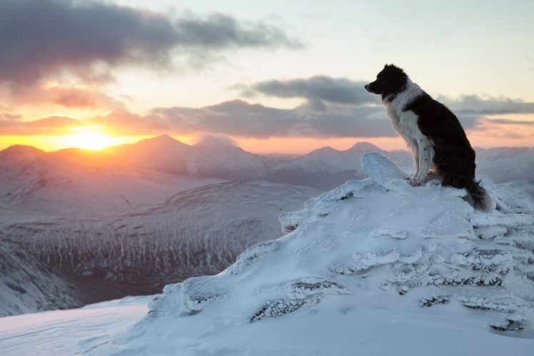 border, Collie, Dog, Mood, Mountains, Winter, Snow HD Wallpaper Desktop Background