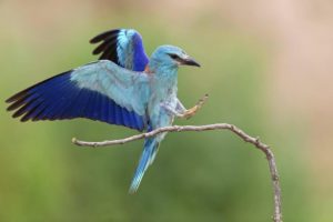 blue, Color, Braurake, Japanese, Bird