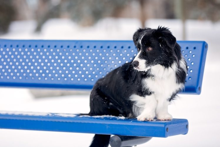 border, Collie, Dog, Bench, Winter, Snow HD Wallpaper Desktop Background