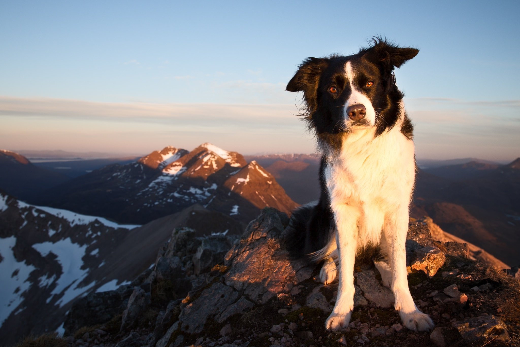 border, Collie, Dog, Joy, Mood, Mountains Wallpaper