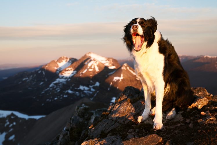 border, Collie, Dog, Joy, Mood, Mountains HD Wallpaper Desktop Background