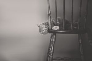 cat, Chair, Monochrome, Black, And, White, Mood