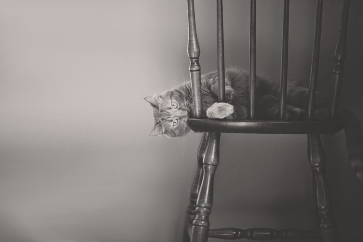 cat, Chair, Monochrome, Black, And, White, Mood HD Wallpaper Desktop Background