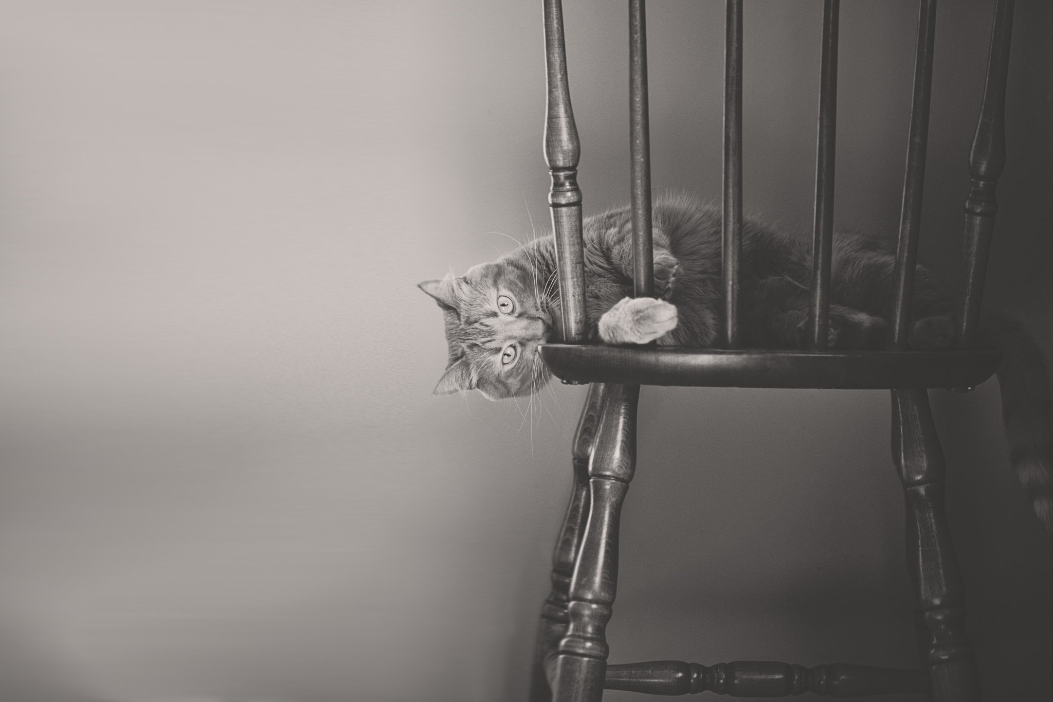 cat, Chair, Monochrome, Black, And, White, Mood Wallpaper