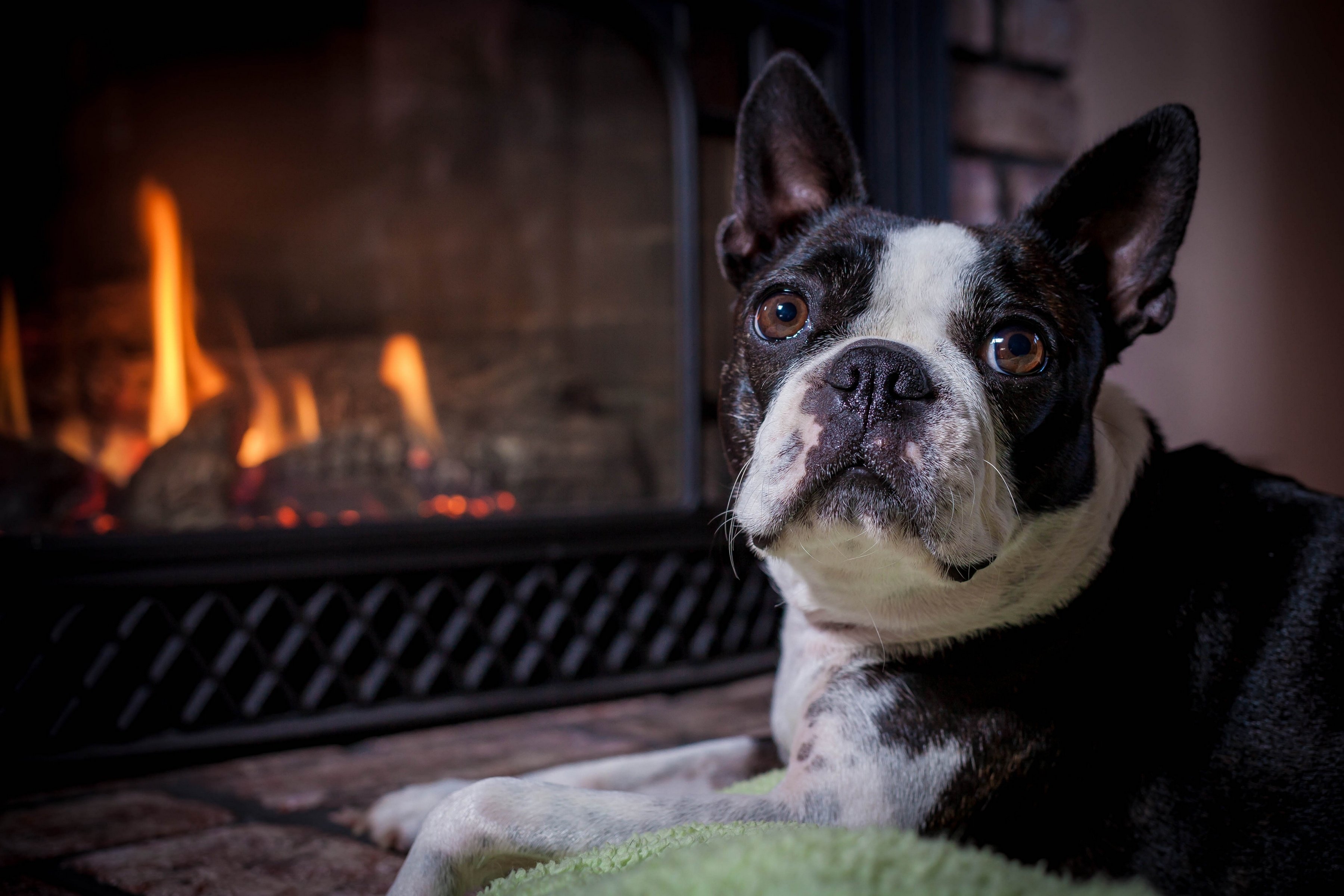 boston, Terrier, Dog, Muzzle, Eyes, Fireplace Wallpaper