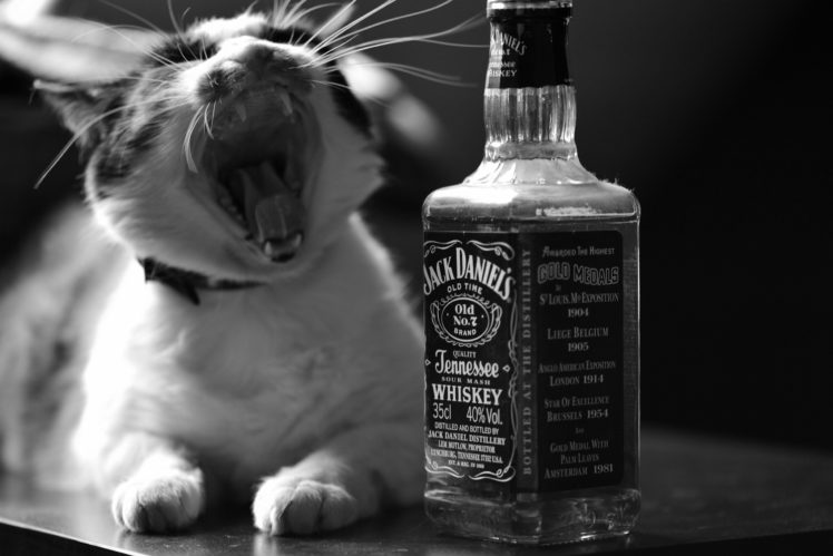 cat, A, Bottle, Of, Whiskey, Jack, Daniels, Alcohol, Black, White HD Wallpaper Desktop Background