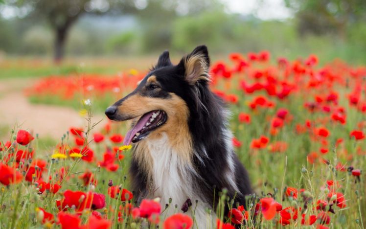 dog, Flowers, Flower, Spring, Meadow HD Wallpaper Desktop Background
