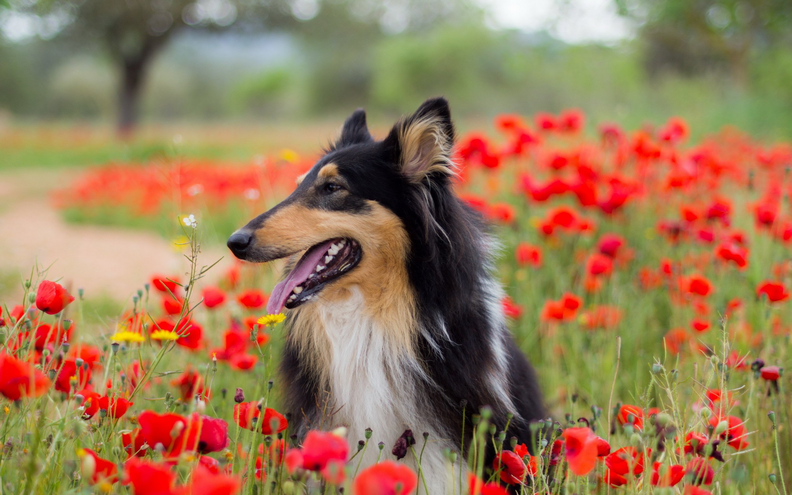 dog, Flowers, Flower, Spring, Meadow Wallpaper