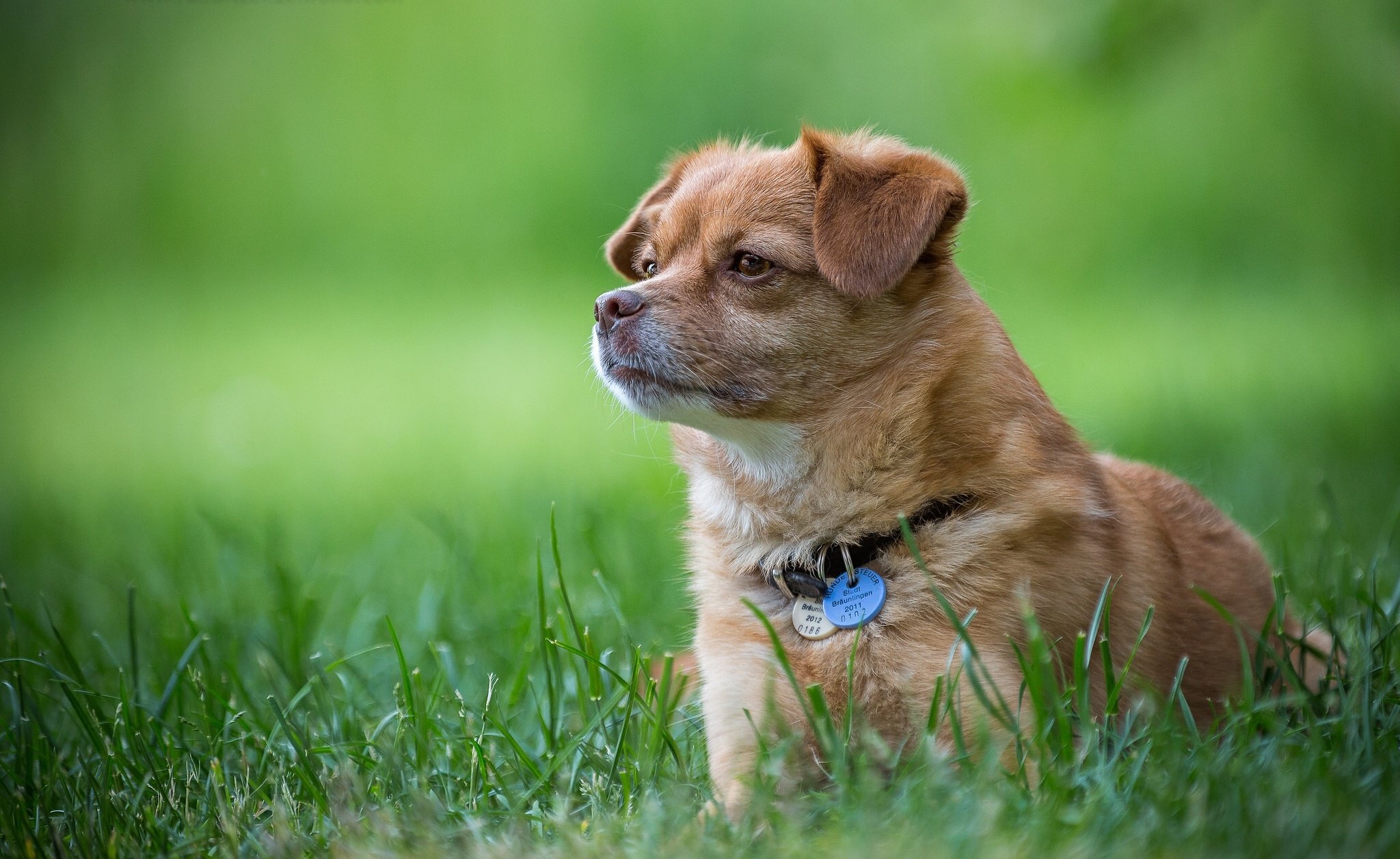 dog, Collar, Grass, Baby, Puppy Wallpaper