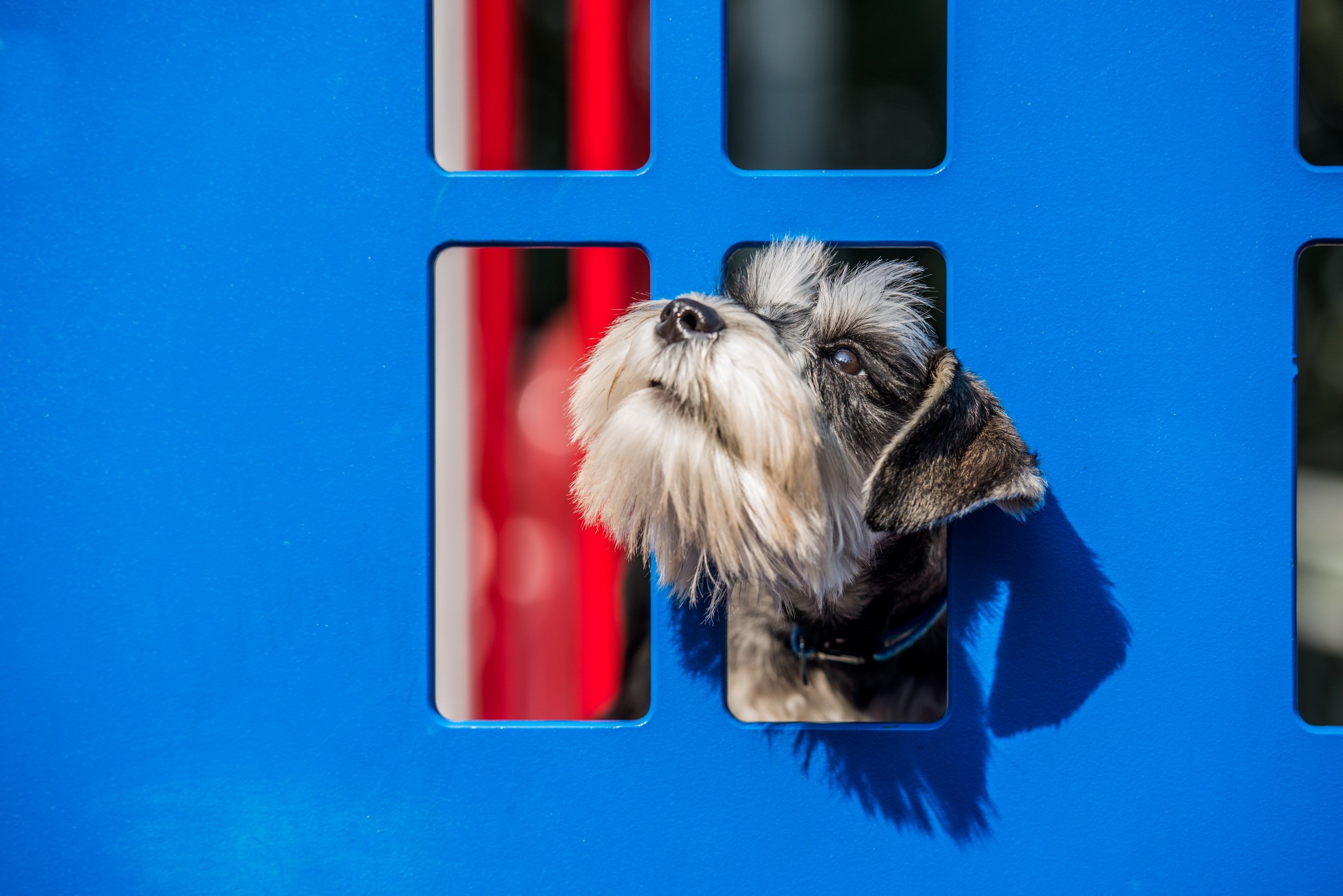 dog, Blue, Fence Wallpaper