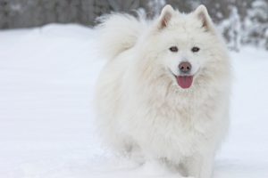 dog, Samoyed, Snow, Winter