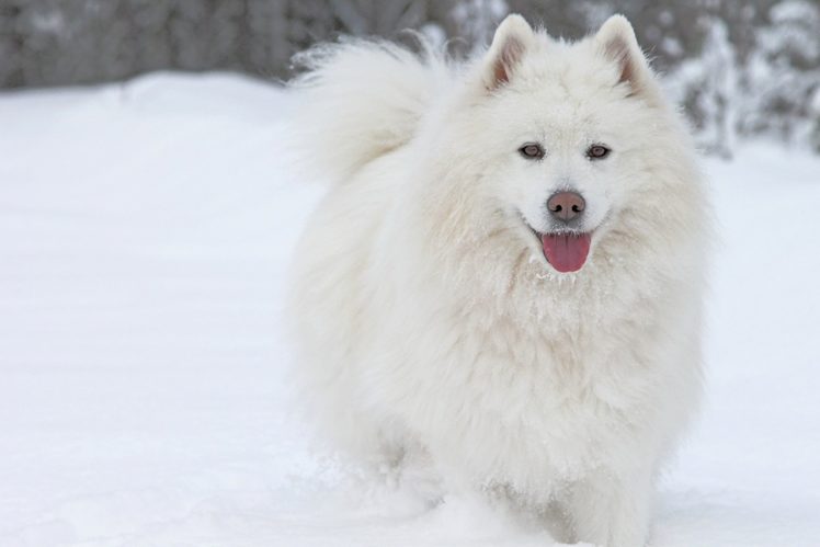 dog, Samoyed, Snow, Winter Wallpapers HD / Desktop and Mobile Backgrounds