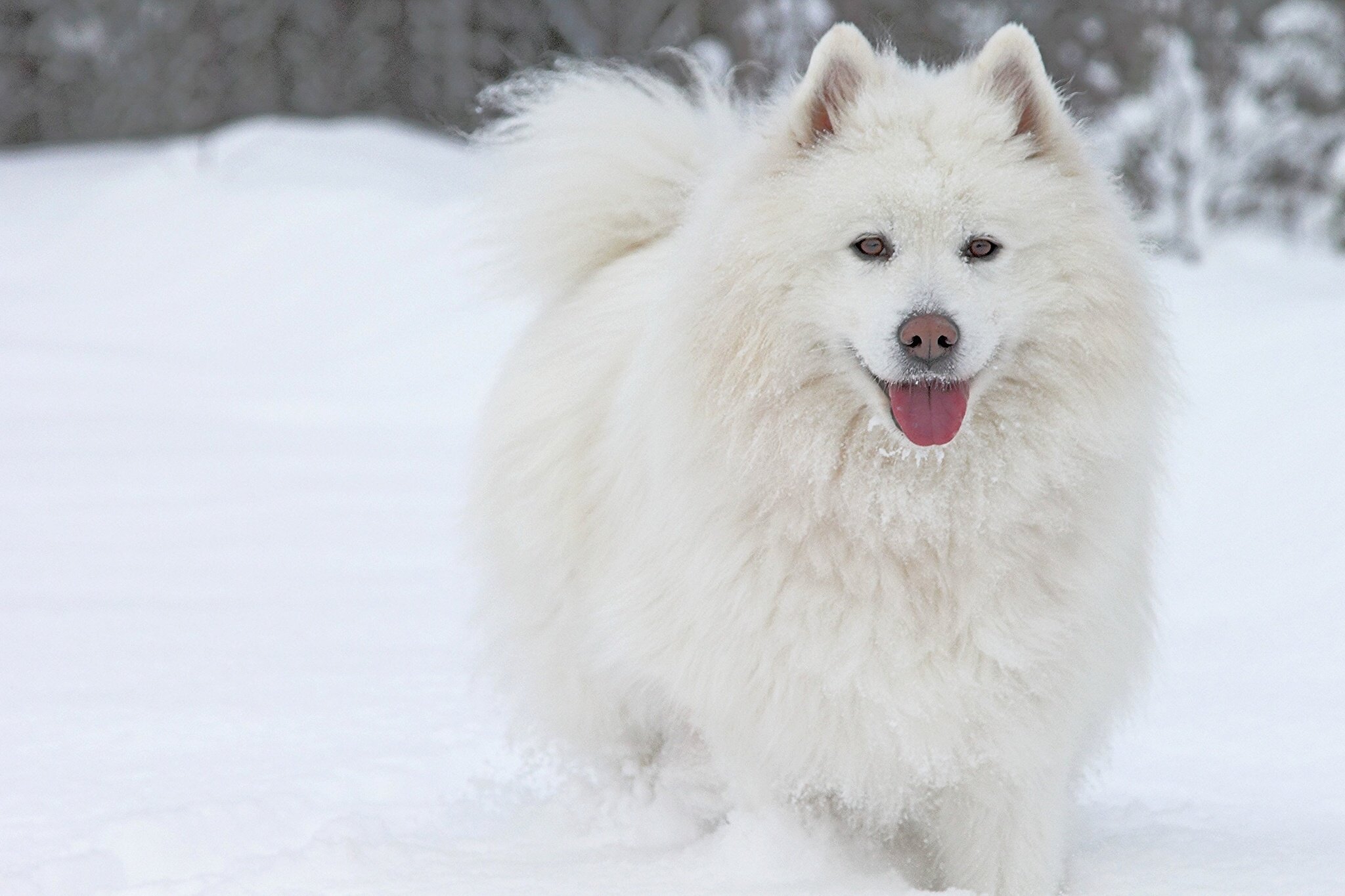 dog, Samoyed, Snow, Winter Wallpaper