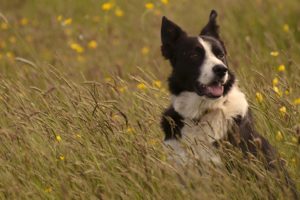 dog, Border, Collie, Meadow, Grass