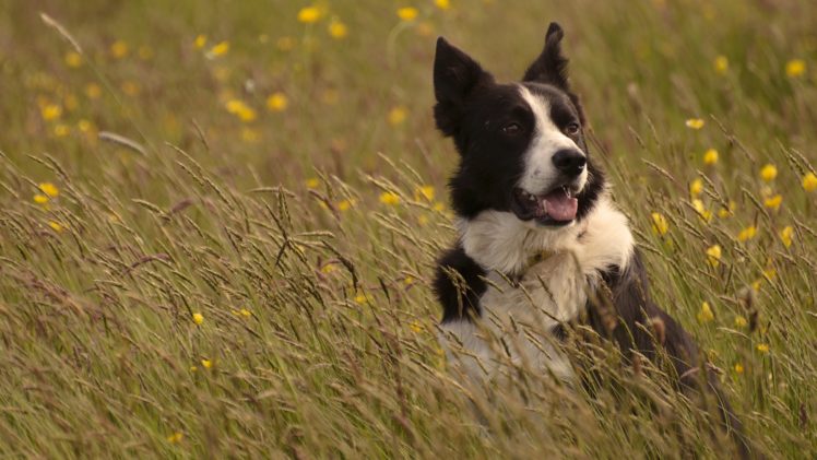 dog, Border, Collie, Meadow, Grass HD Wallpaper Desktop Background