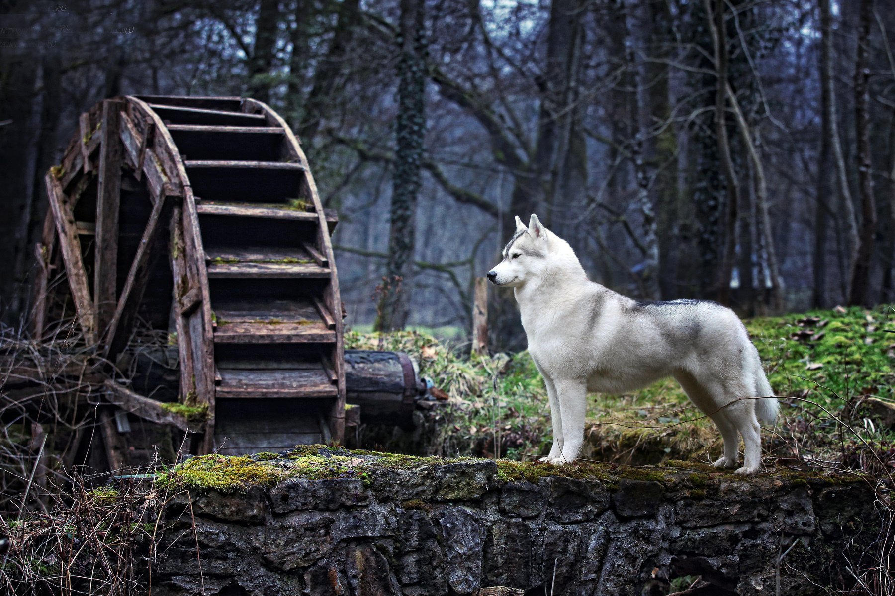 dog, Forest, Windmill Wallpaper