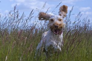 dog, Joy, Mood, Walking, Ears, Tongue, Meadow, Grass