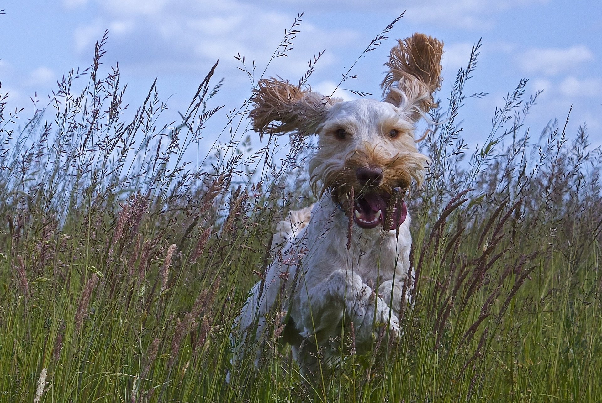 dog, Joy, Mood, Walking, Ears, Tongue, Meadow, Grass Wallpaper