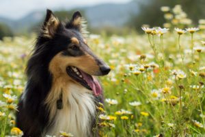 dogs, Animals, Grass, Flowers, Daisies, Nature, Dog, Flower