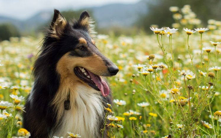 dogs, Animals, Grass, Flowers, Daisies, Nature, Dog, Flower HD Wallpaper Desktop Background