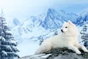 dog, Samoyed, Mountains, Winter, Snow