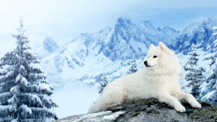 dog, Samoyed, Mountains, Winter, Snow HD Wallpaper Desktop Background