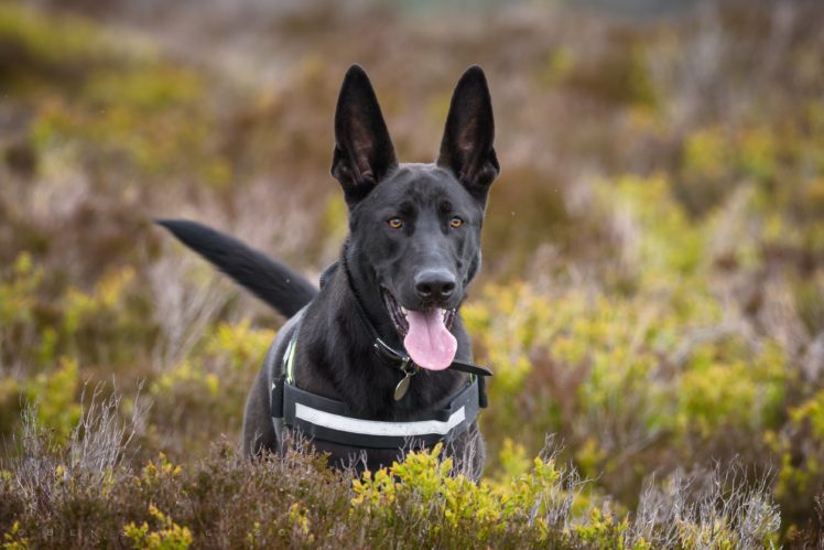 dog, Shepherd, Tongue, Ear HD Wallpaper Desktop Background
